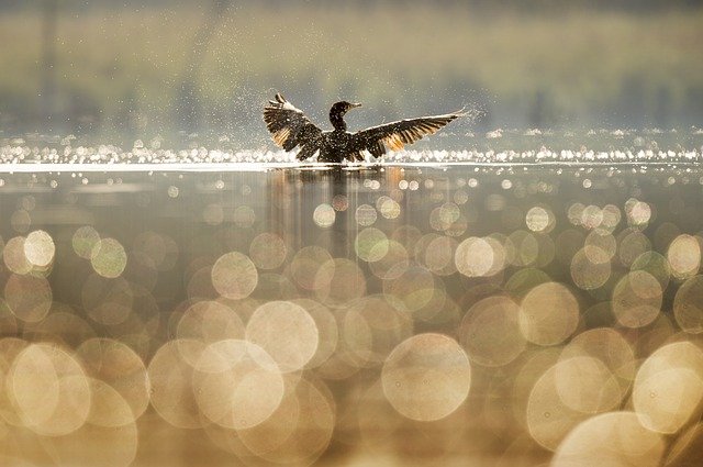 РИОСВ – Враца участва в 45-ото преброяване на водолюбивите птици у нас