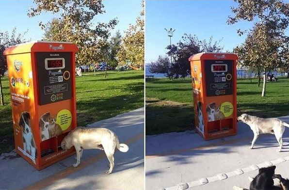 Набират дарения за поставяне на вендинг машина за кучешка храна във Видин