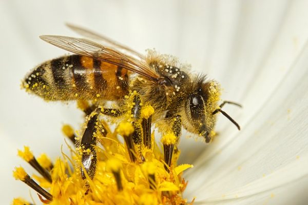 Враца отбеляза Международния ден на биологичното разнообразие и Световния ден на пчелите