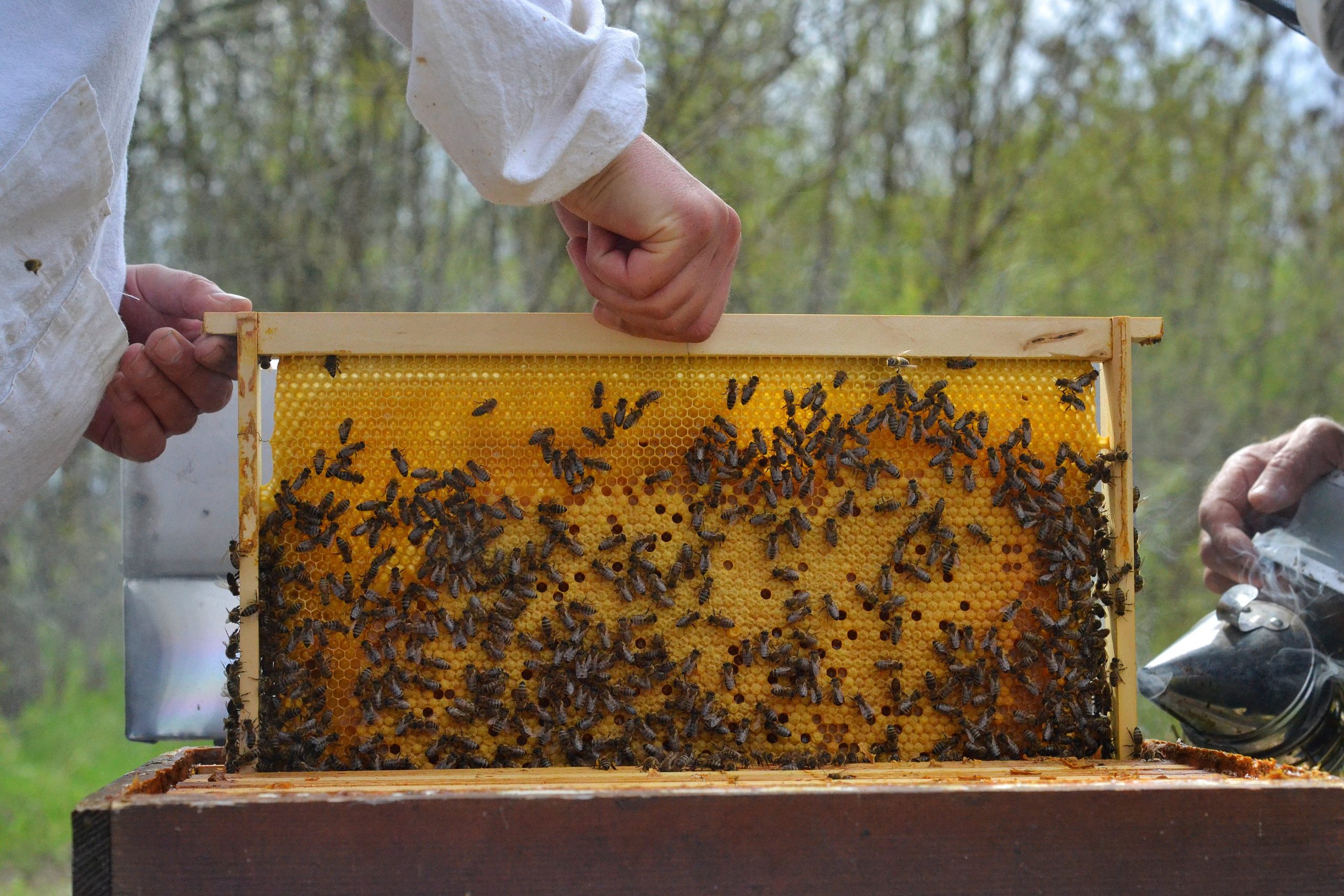 Магията на пчелите във Видин